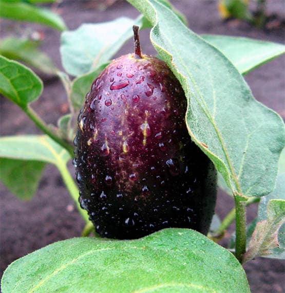 Eggplant